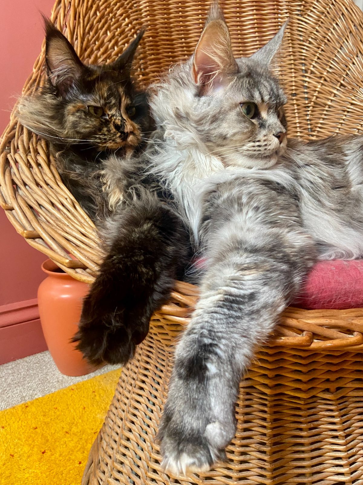 Two beautiful maine coons lying in a cat bed.