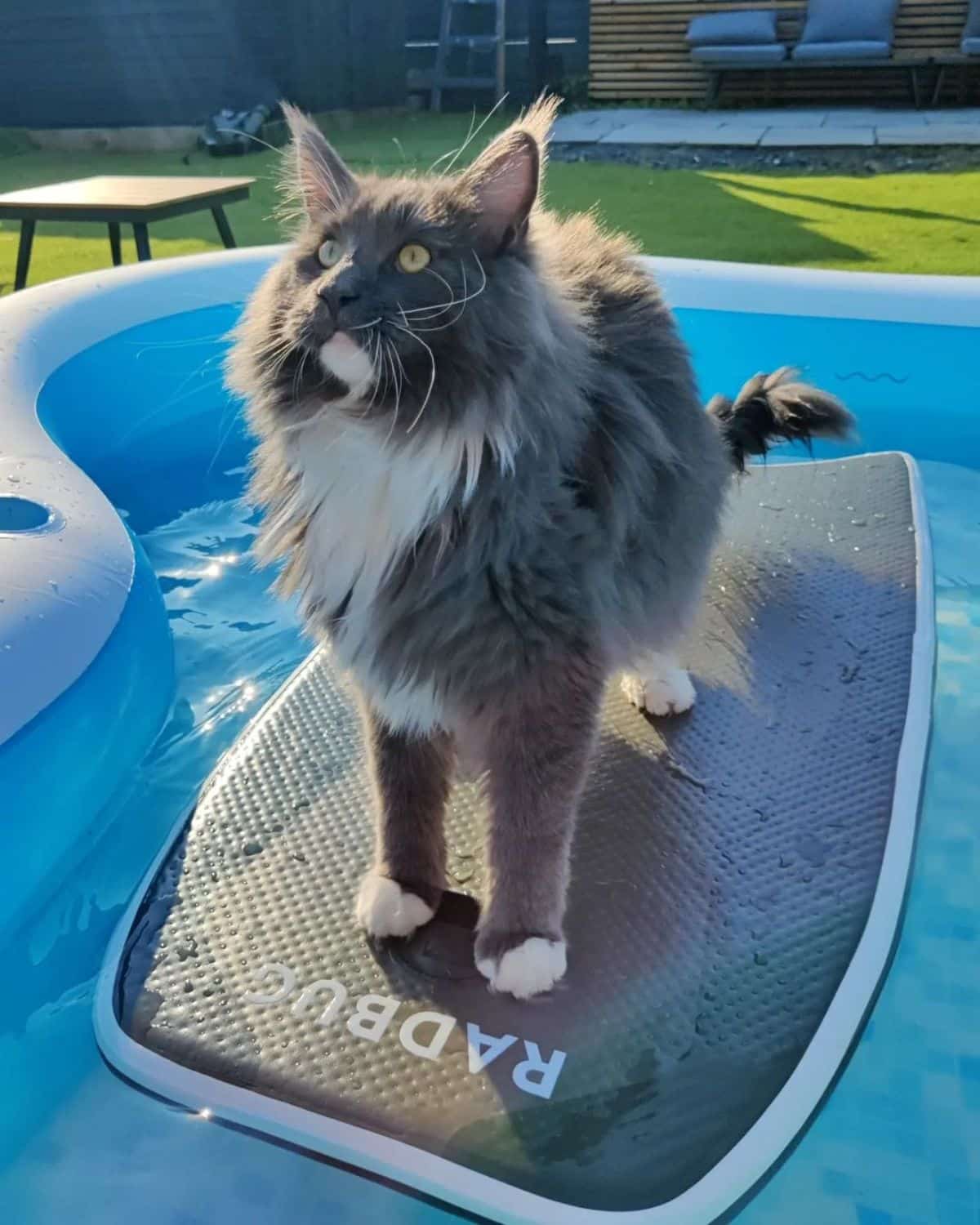 A gray maine coon standing on a board in a swimming pool.