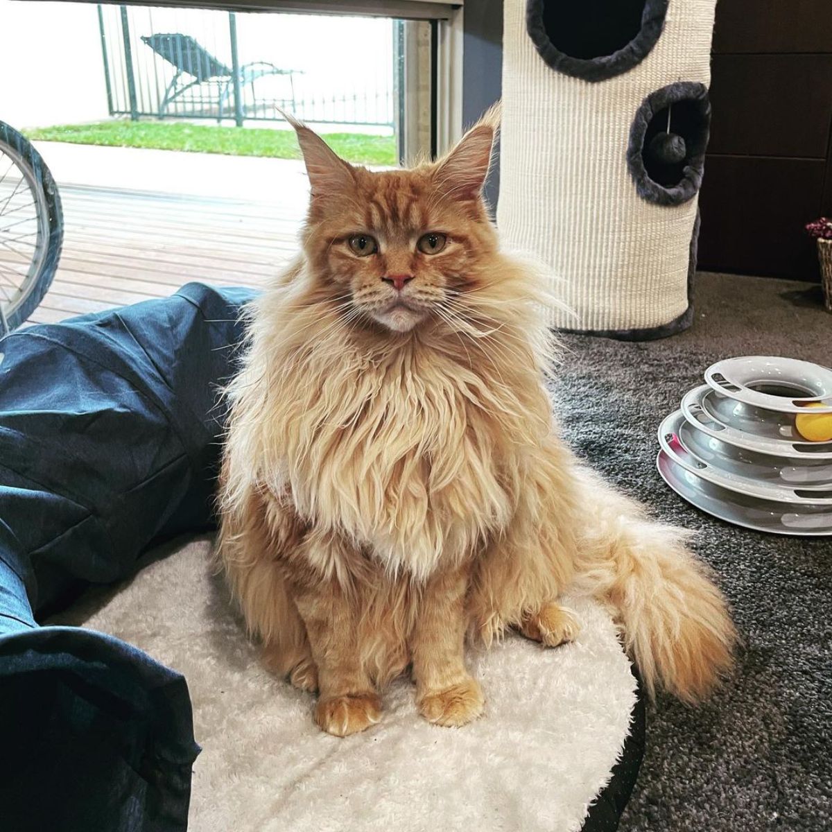 An adorable ginger maine coon with a neck ruff sitting on a cat bed.