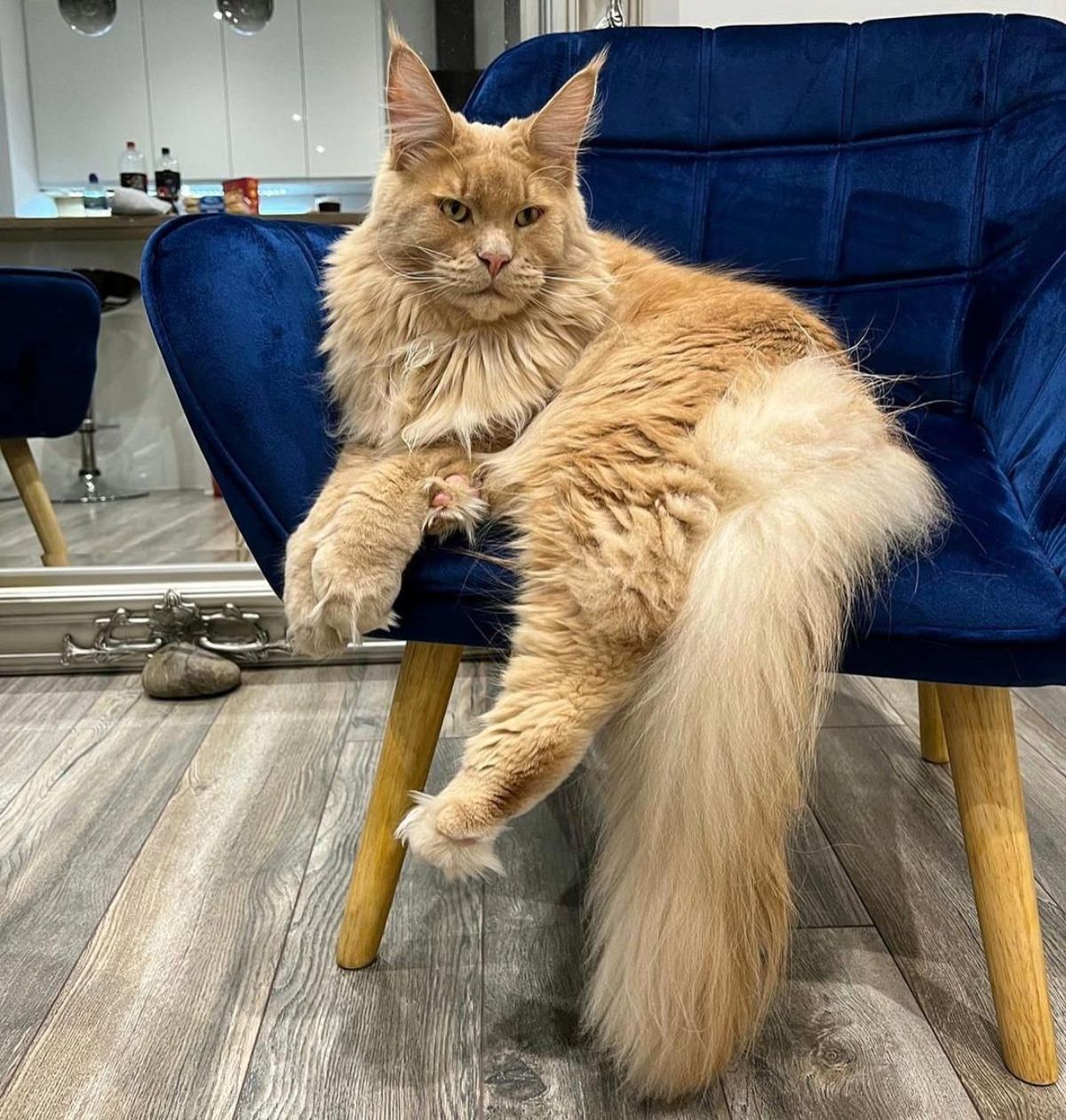A majestic ginger maine coon lying on a blue chair.