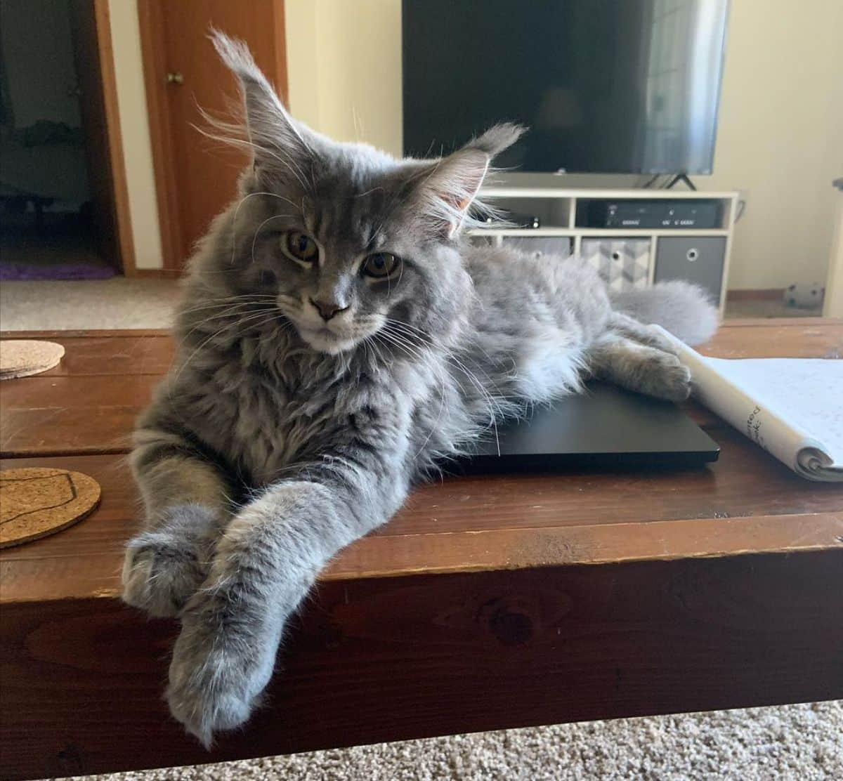 An adorable gray maine coon lying on a coffee table.