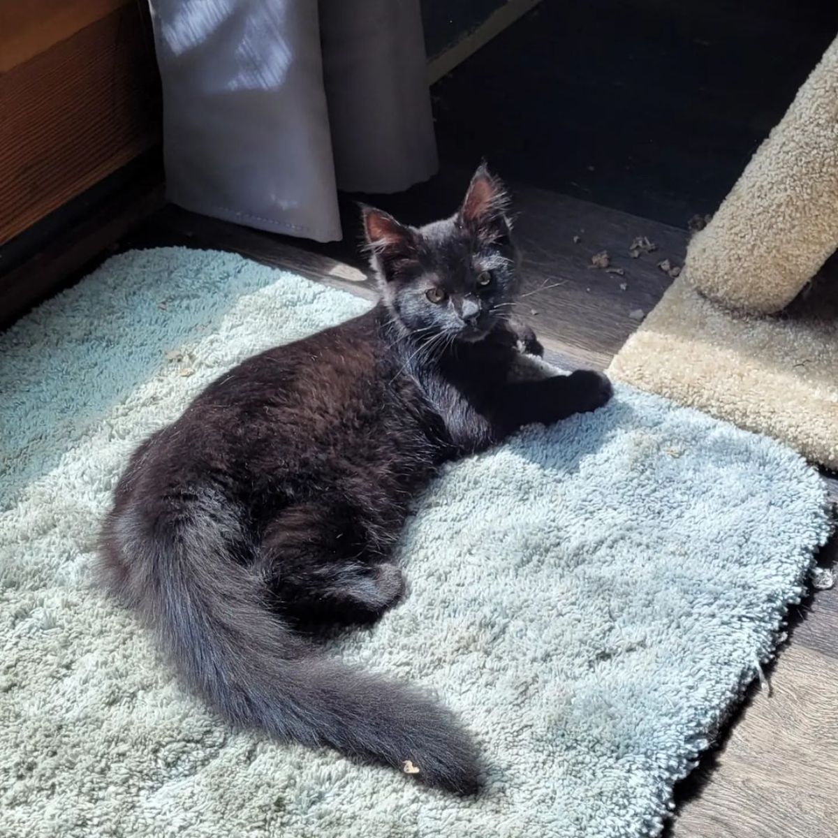 A beautiful black maine coon kitten lying on a blue rug.