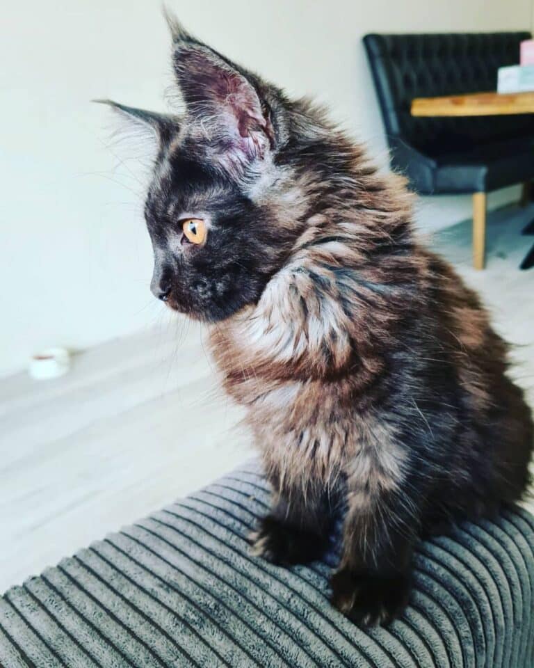 17 Unique Black Smoke Maine Coon Cats (Rare Colors) - MaineCoon.org