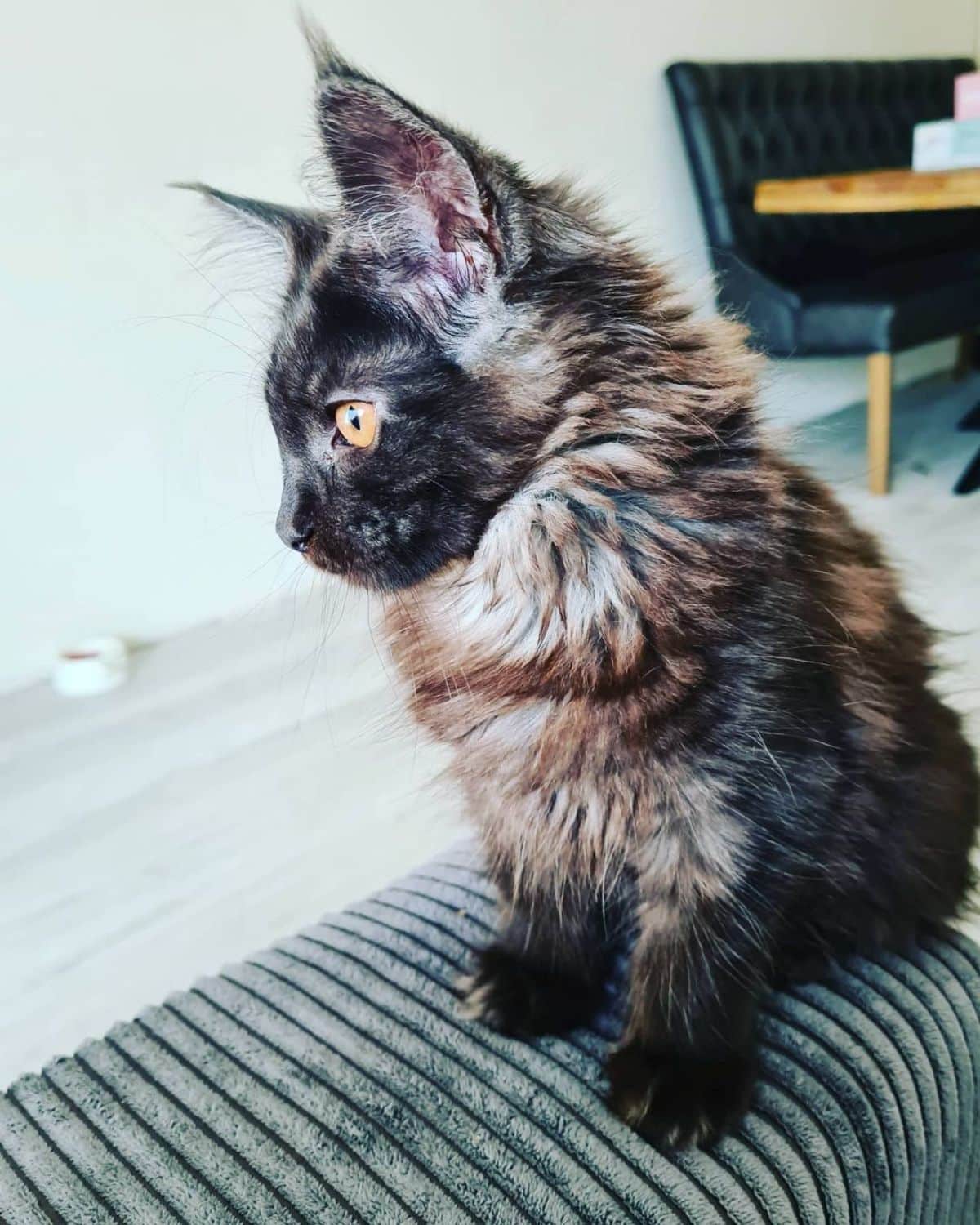 An adorable black smoke maine coon kitten sitting on a sofa.