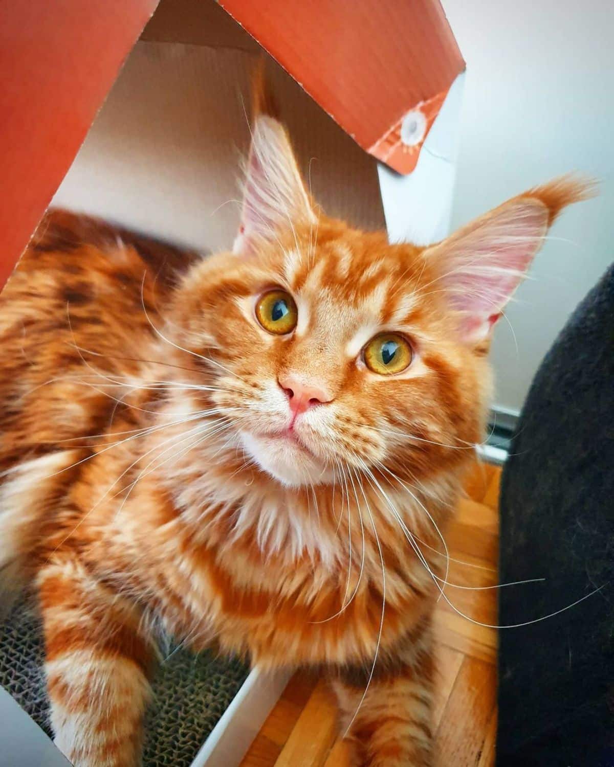 An adorable ginger maine coon relaxing in a cardboard box.