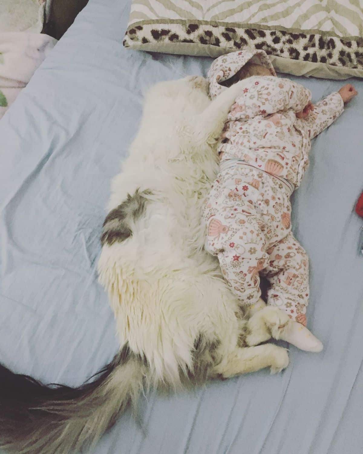 A baby and a white-gray maine coon sleeping together on a bed.