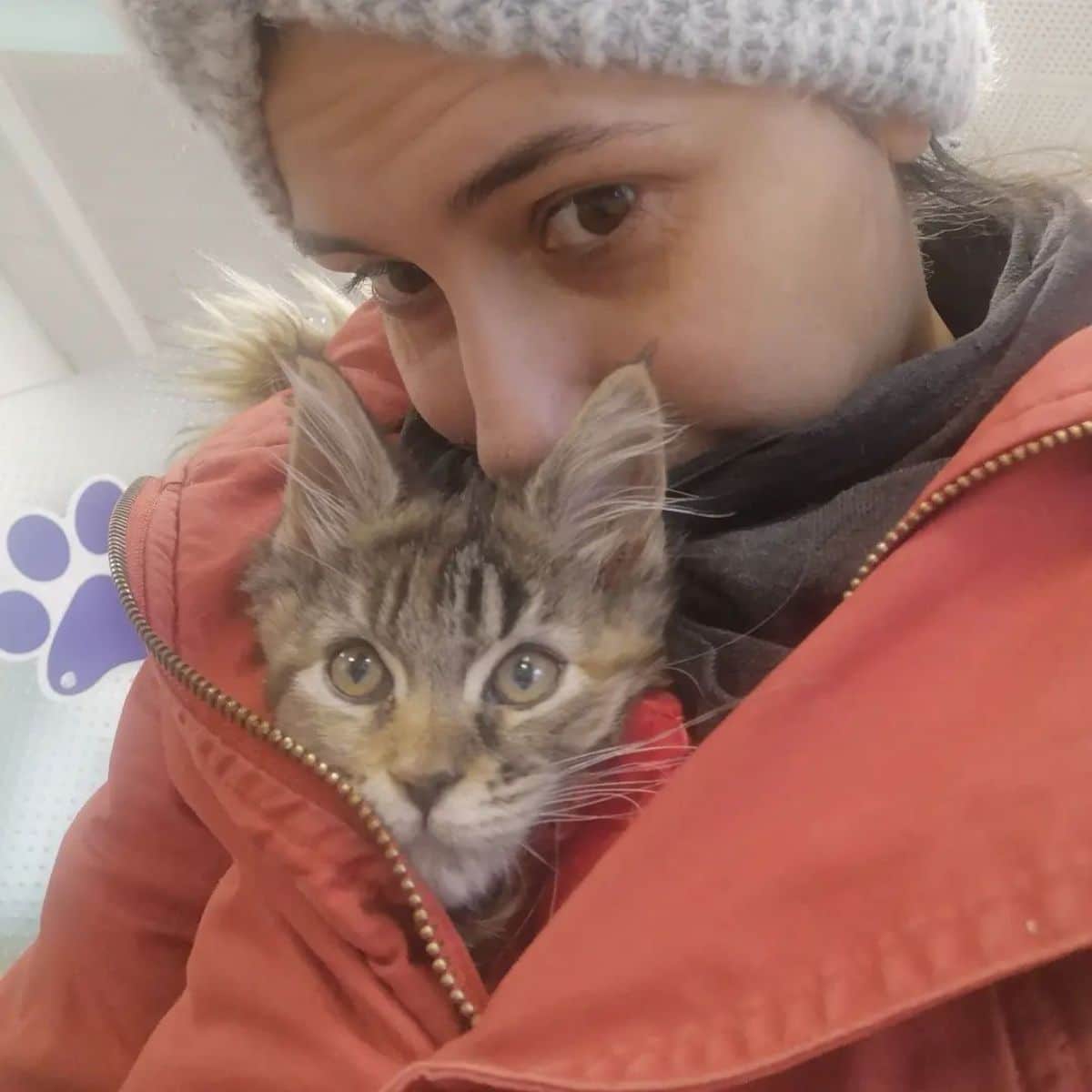 A young woman carrying her tabby maine coon kitten in her jacket.