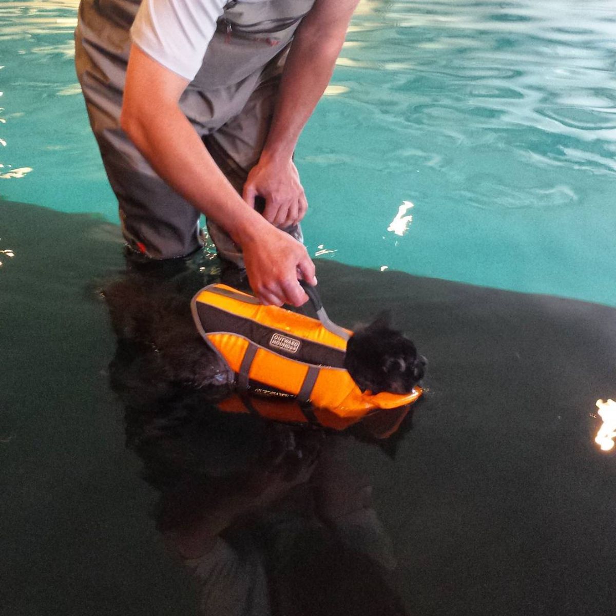 A black maine coon swiming in a vest held by a human.