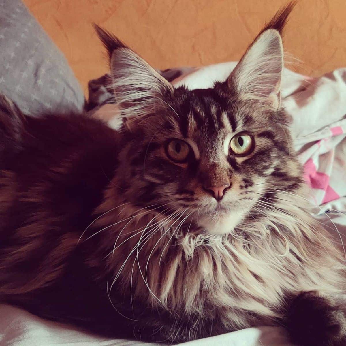 A beautiful tabby maine coon with a neck ruff lying on a blanket.