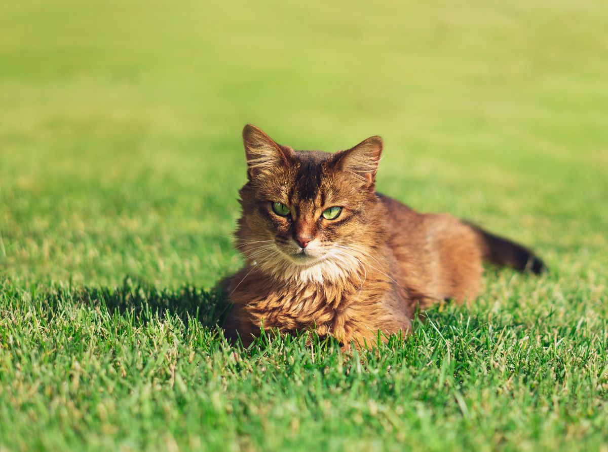 A beautiful brown Somali cat with green eyes lying on a green lawn.
