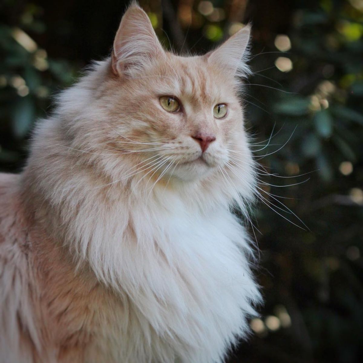 A beauitful cream maine coon with a white neck ruff.