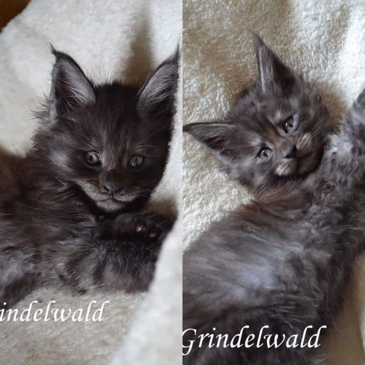 Two images of an adorable black maine coon kitten lying on a blanket.