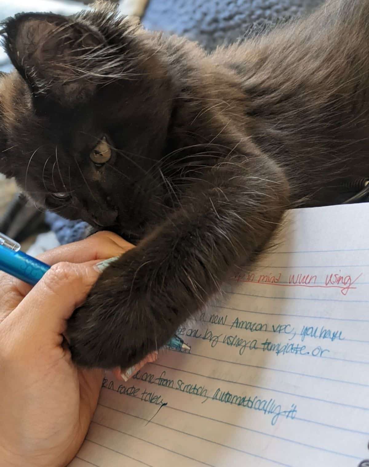 An adorable black maine coon kitten playing with a human hand holding a pen.