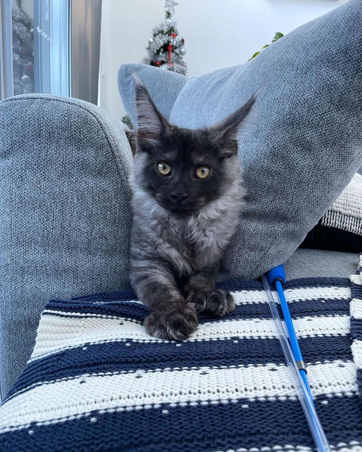 A fluffy black smoke maine coon lying on a gray sofa.