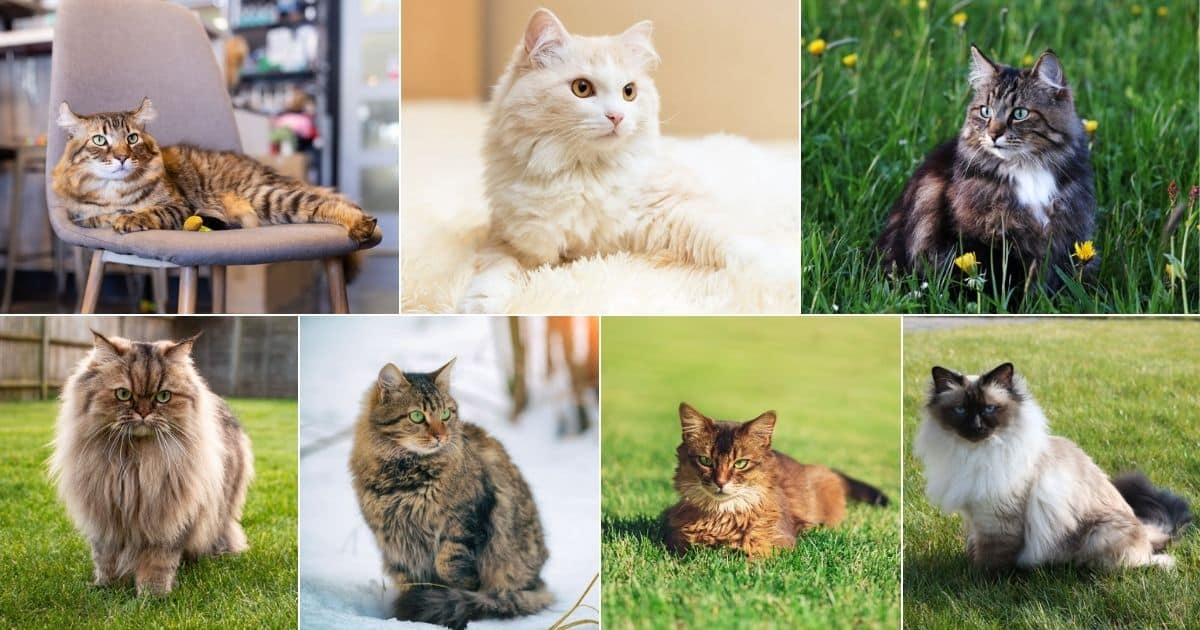 15 Cats Similar to Maine Coons (with Photos)