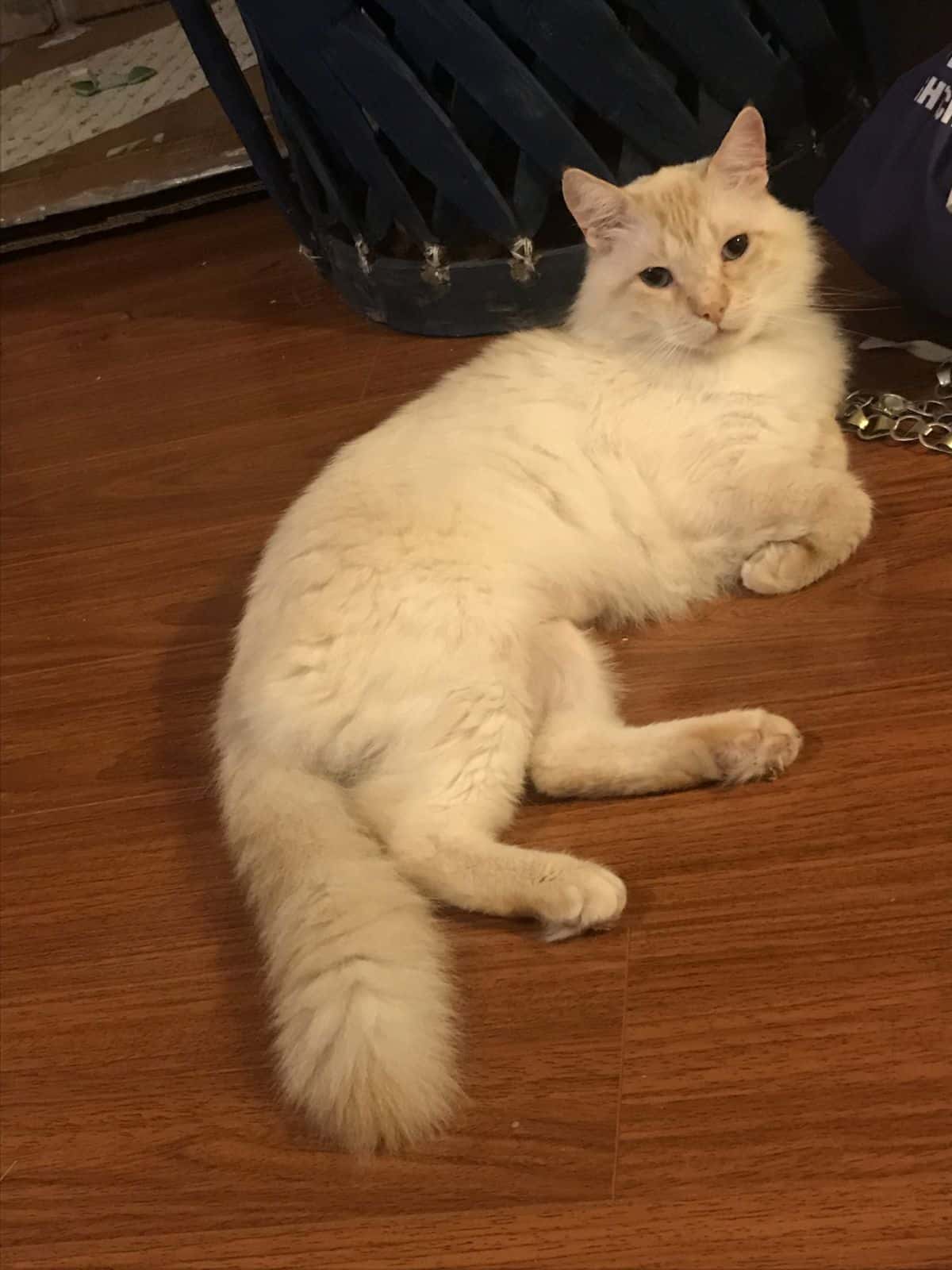 A cream maine coon lying on a wooden floor.