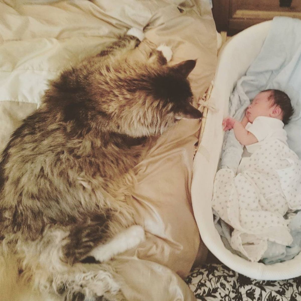 A fluffy brown maine coon looking over a sleeping baby in a baby bed.