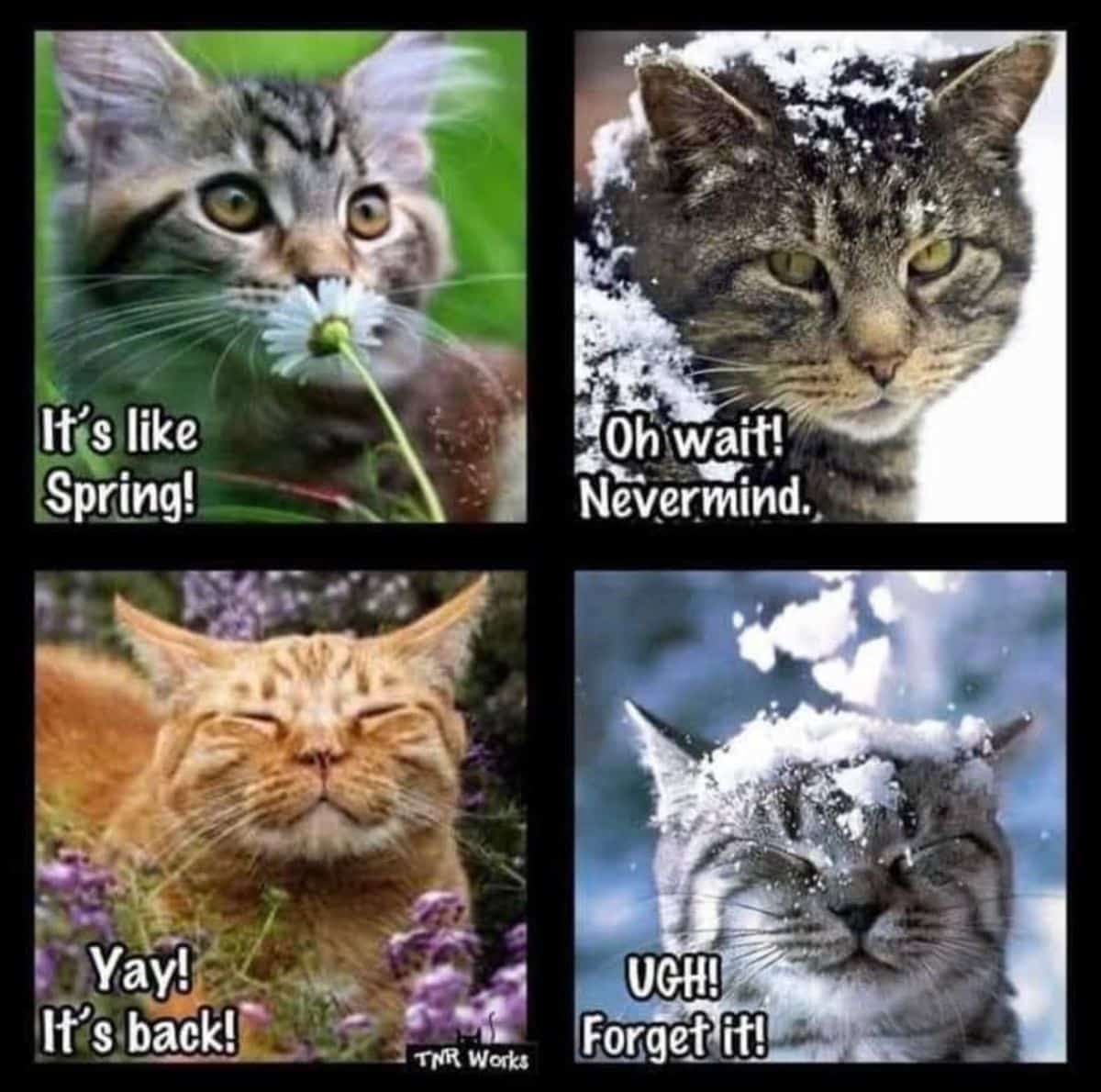 A maine coon meme.