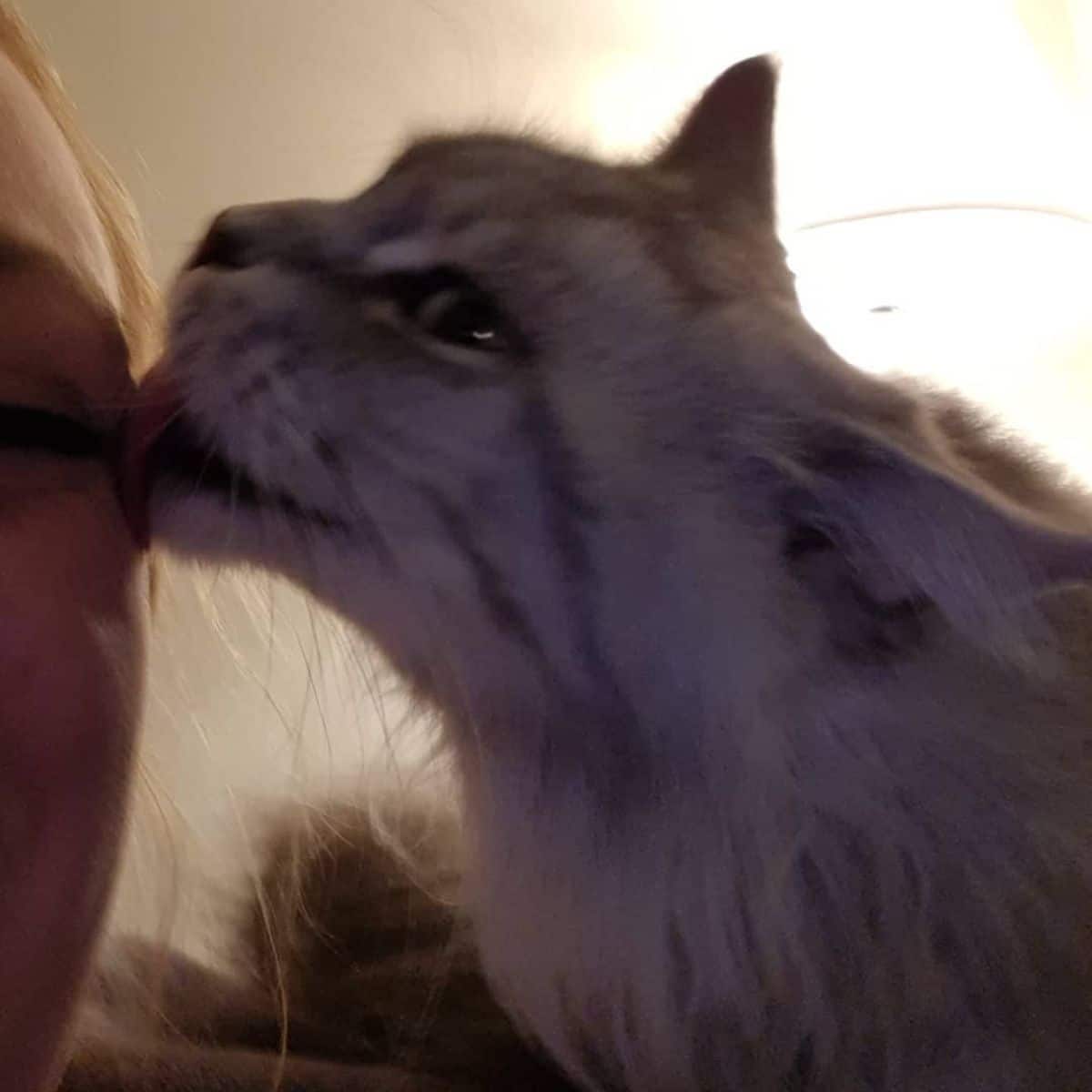 A silver maine coon licking its owner face.