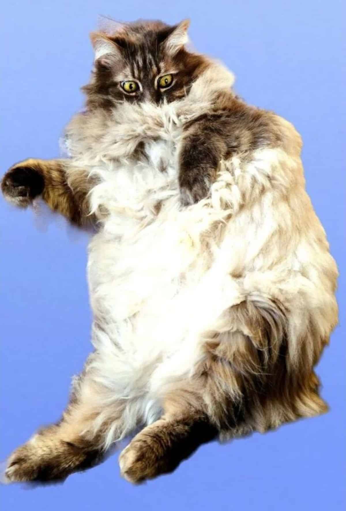 A fluffy gray-white maine coon on a blue background.