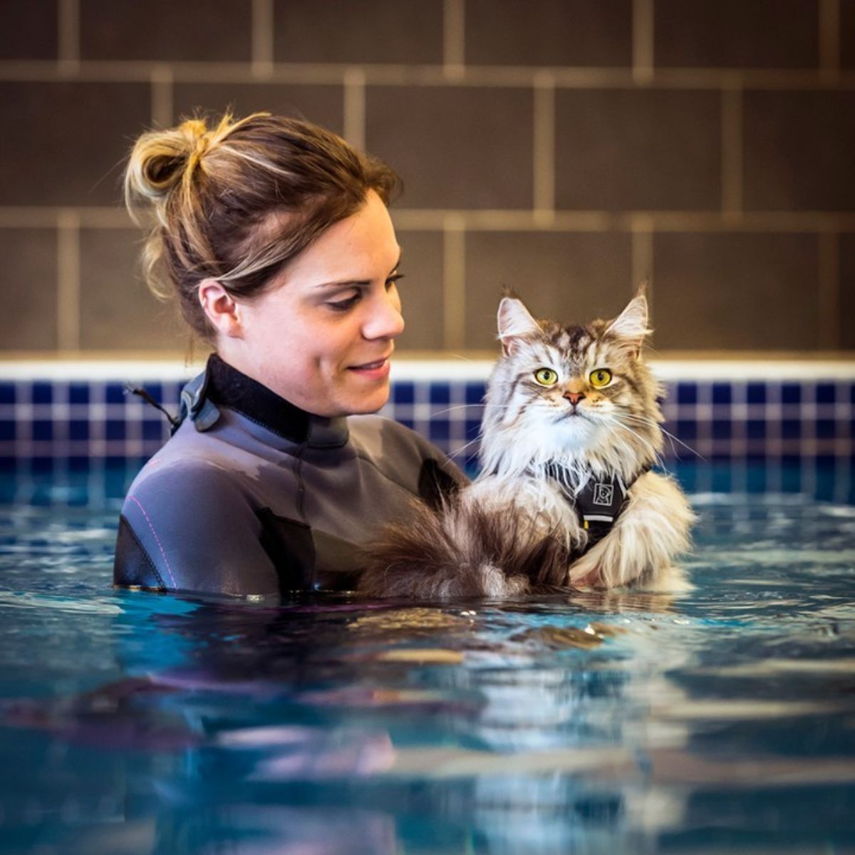 A tabby maine coon in a swimming pool held by an instructor.