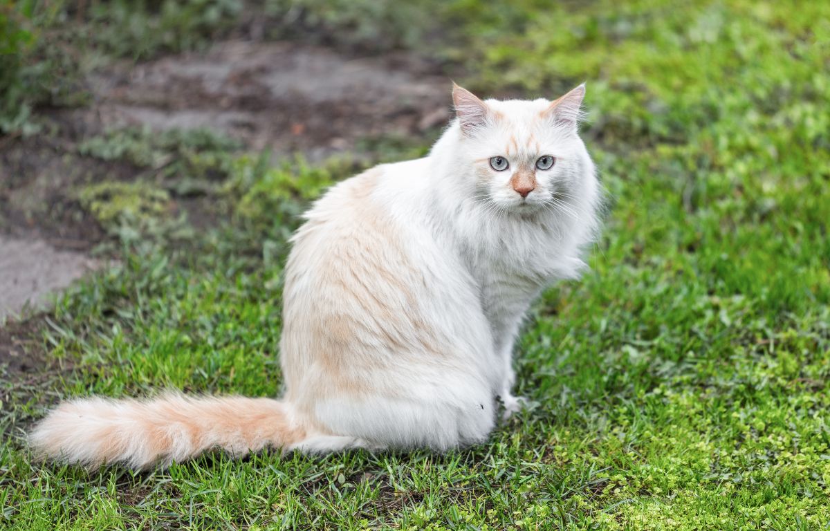A beautiful cream Turkish Van cat sitting on green grass.