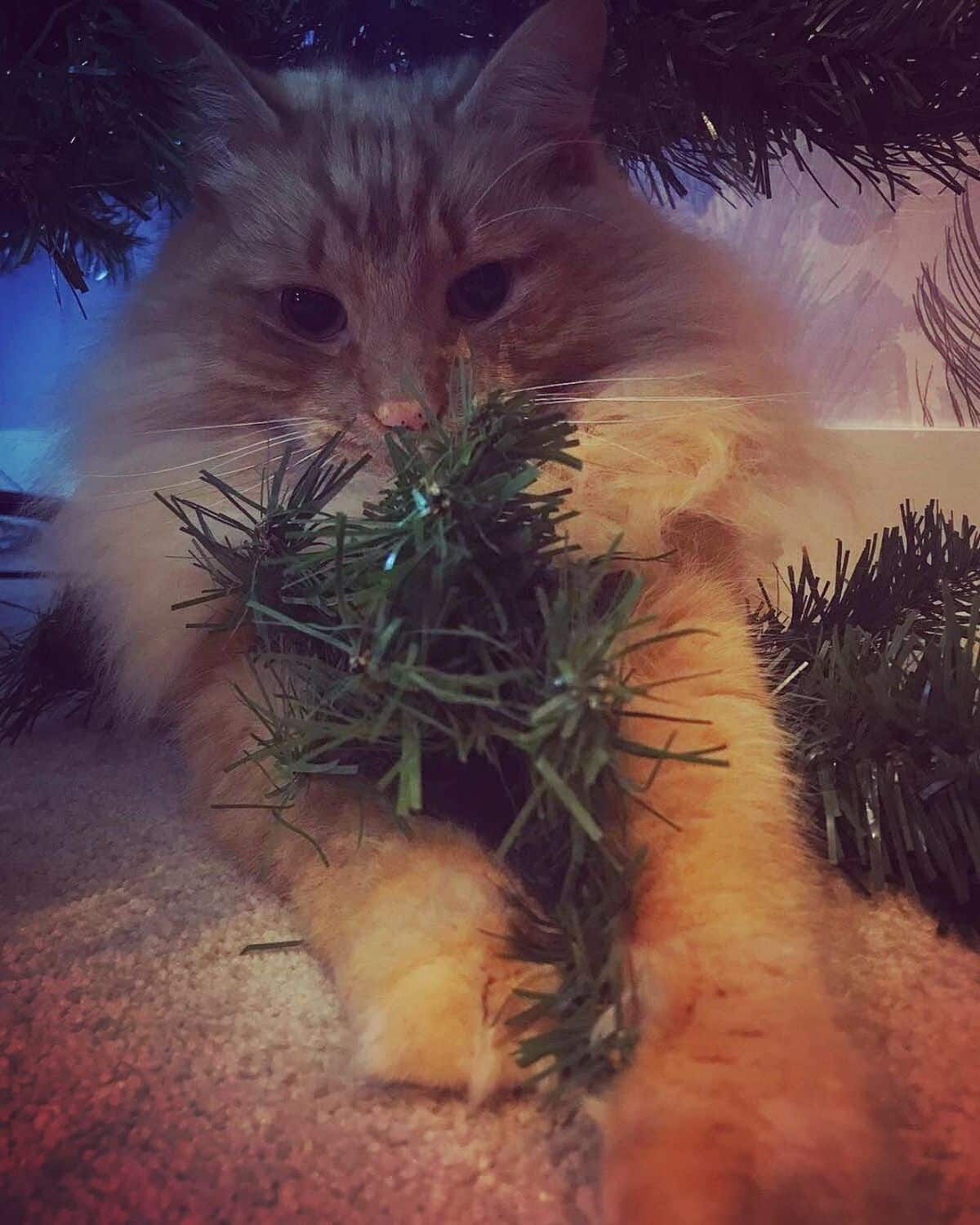 An adorable ginger maine coon lying near a christmas tree and holding a branch.