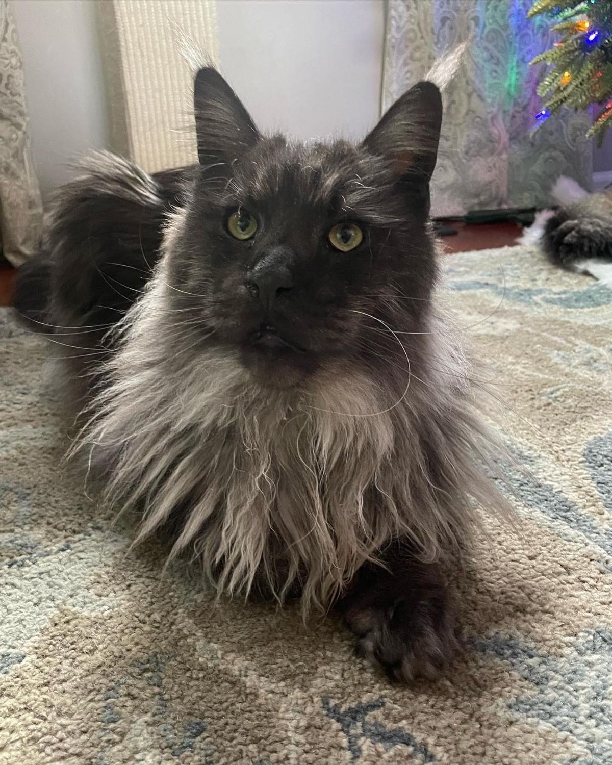 A beautiful black maine coon with a gray neck ruff lying on a carpet.