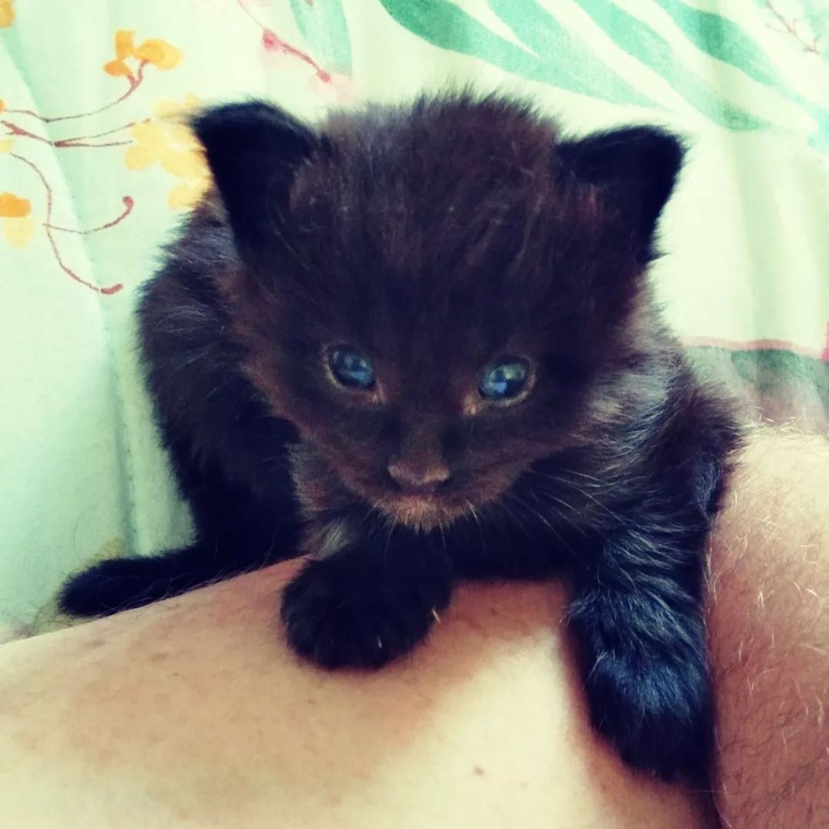 An adorable black maine coon kitten with blue eyes lying on a human arm.