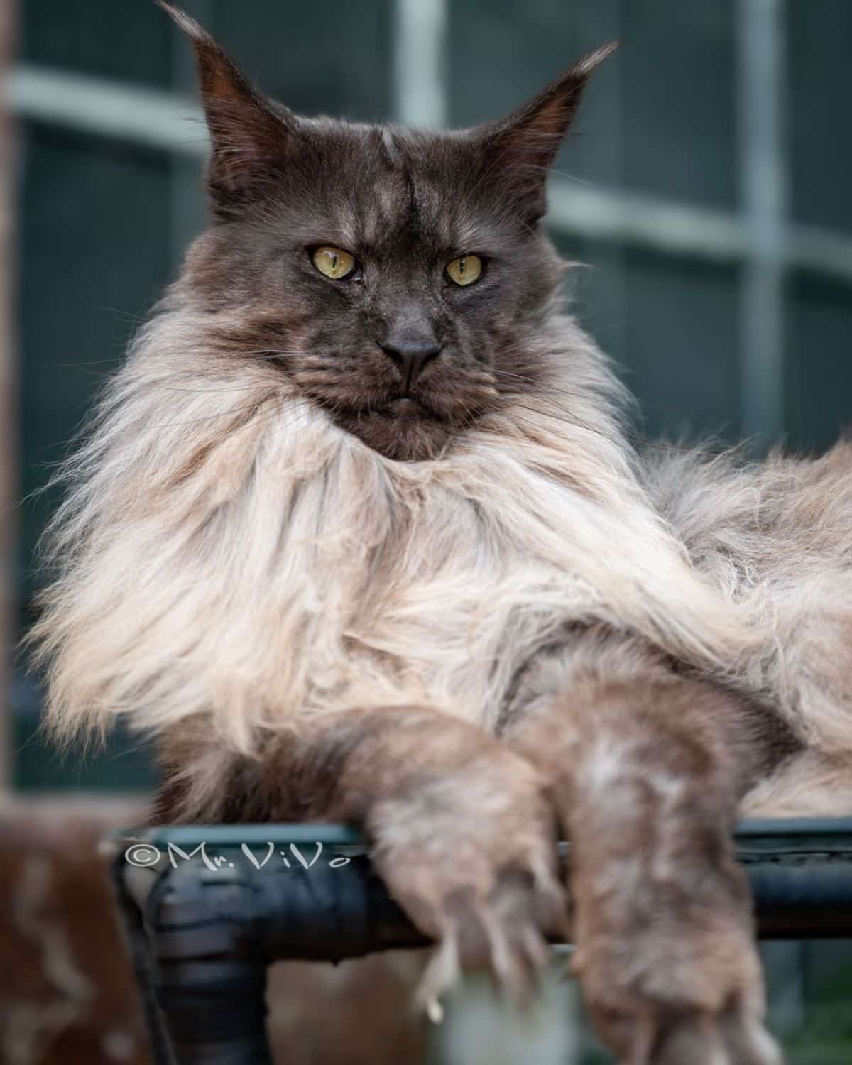 An epic looking black smoke maine coon lying on a table.