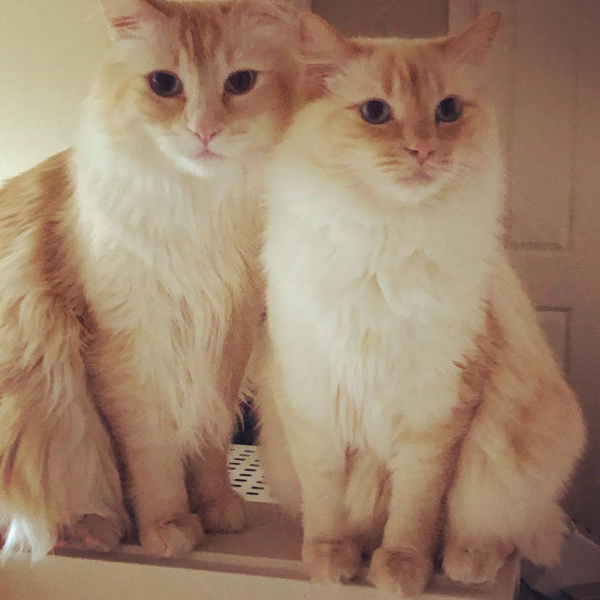 Twp cream maine coons sitting on a table.