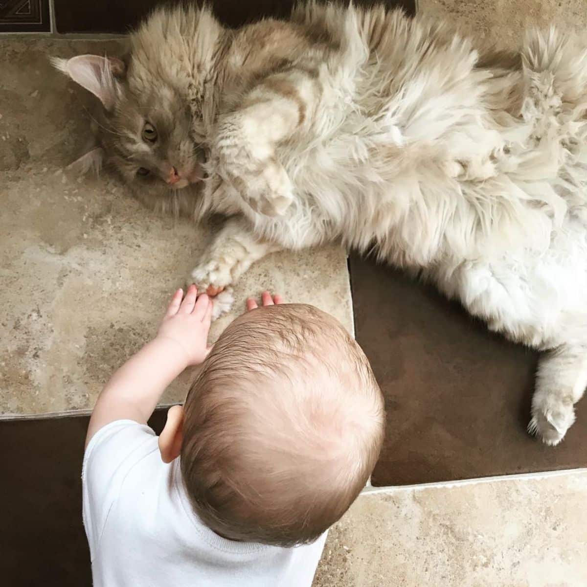 A baby playing with a fluffy gray maine coon on a floor.