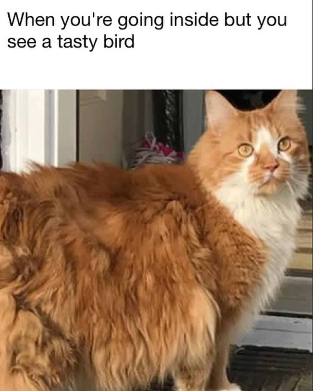 A maine coon meme.