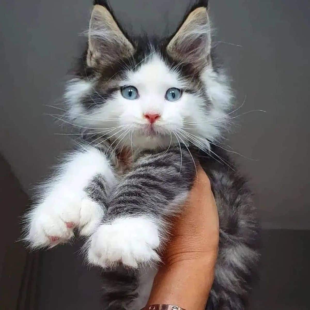 A hand holding an adorable maine coon kiiten in the air.