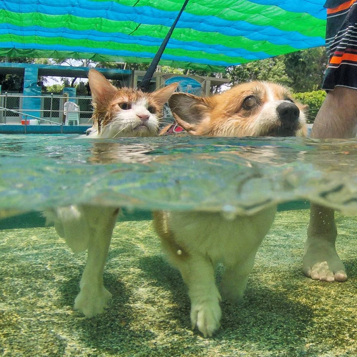 A maine coon and a corgi swimming in a pool.