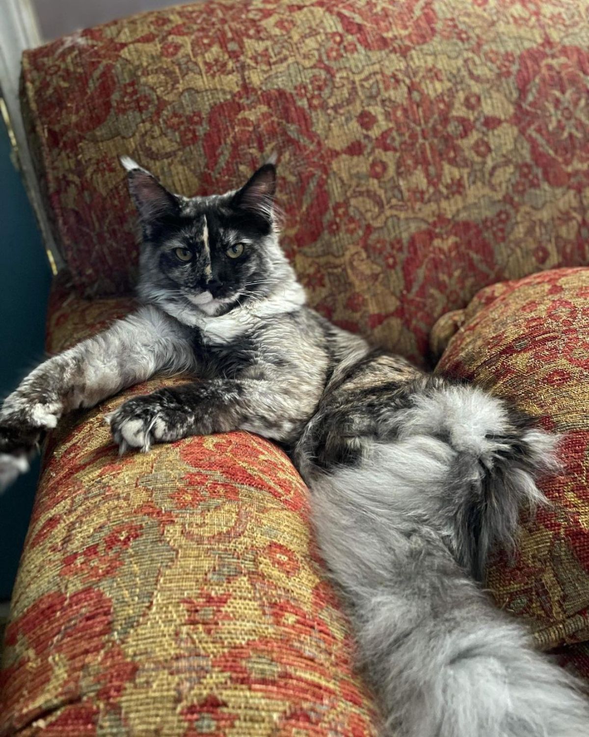 A majestic silver maine coon sitting like a human on a couch.