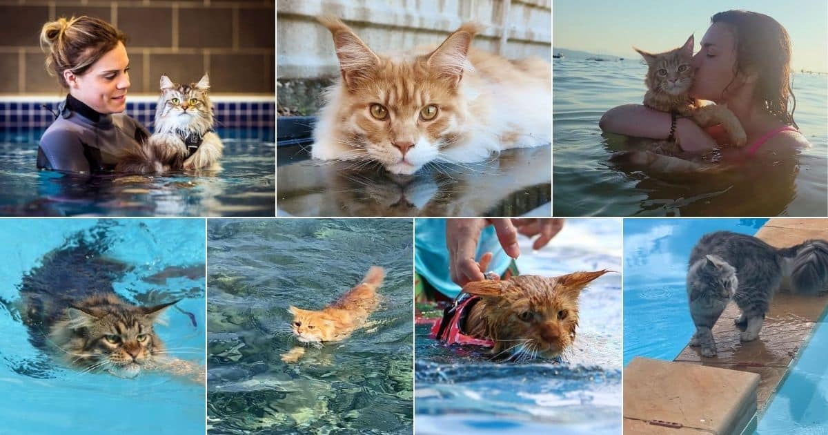 17 Adorable Maine Coon That Love Swimming (With Photos) facebook image.