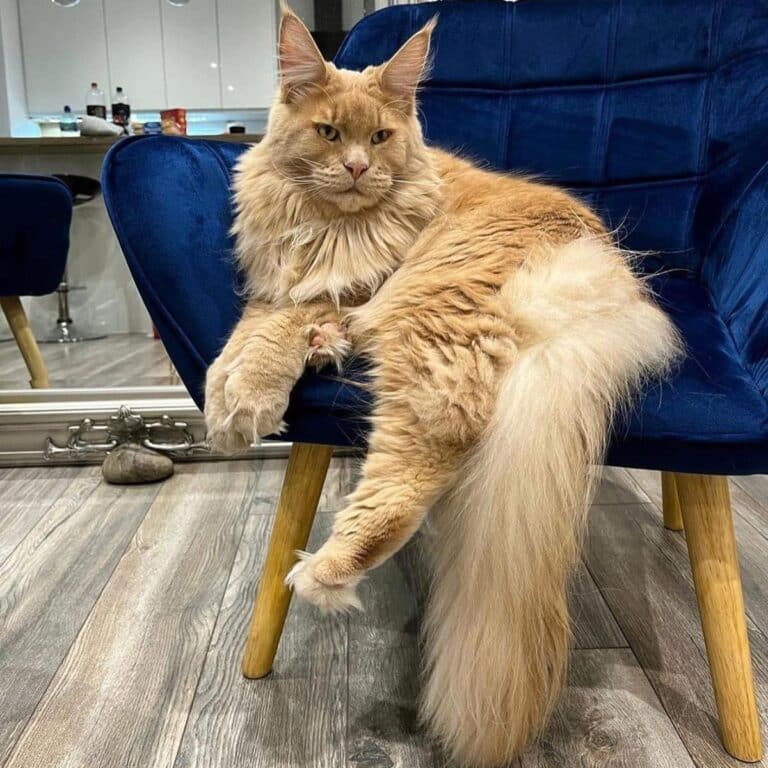 Do Maine Coon Cats Need a Companion?
