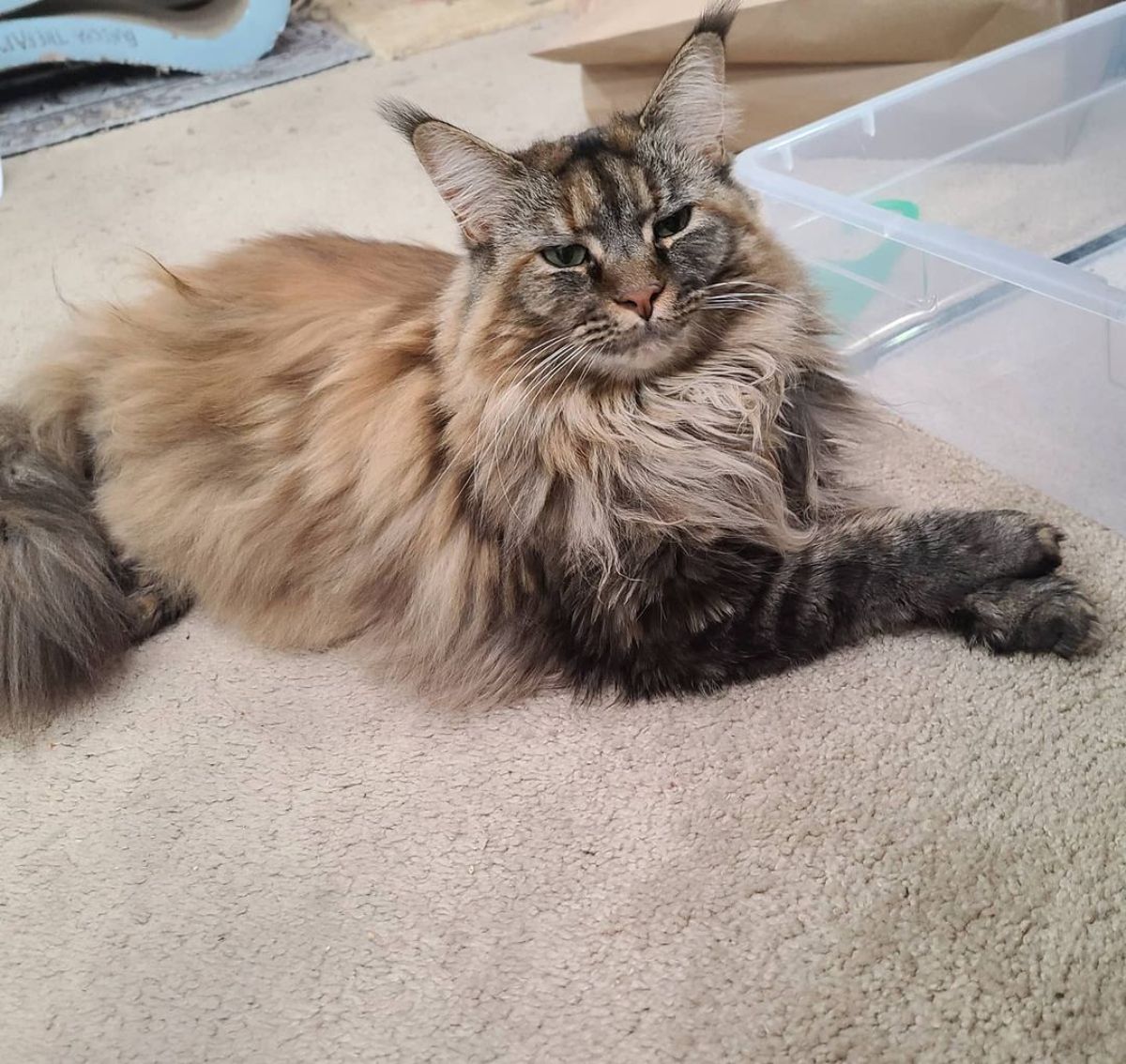 A super-fluffy tabby maine coon lying on a carpet next to a plastic container.