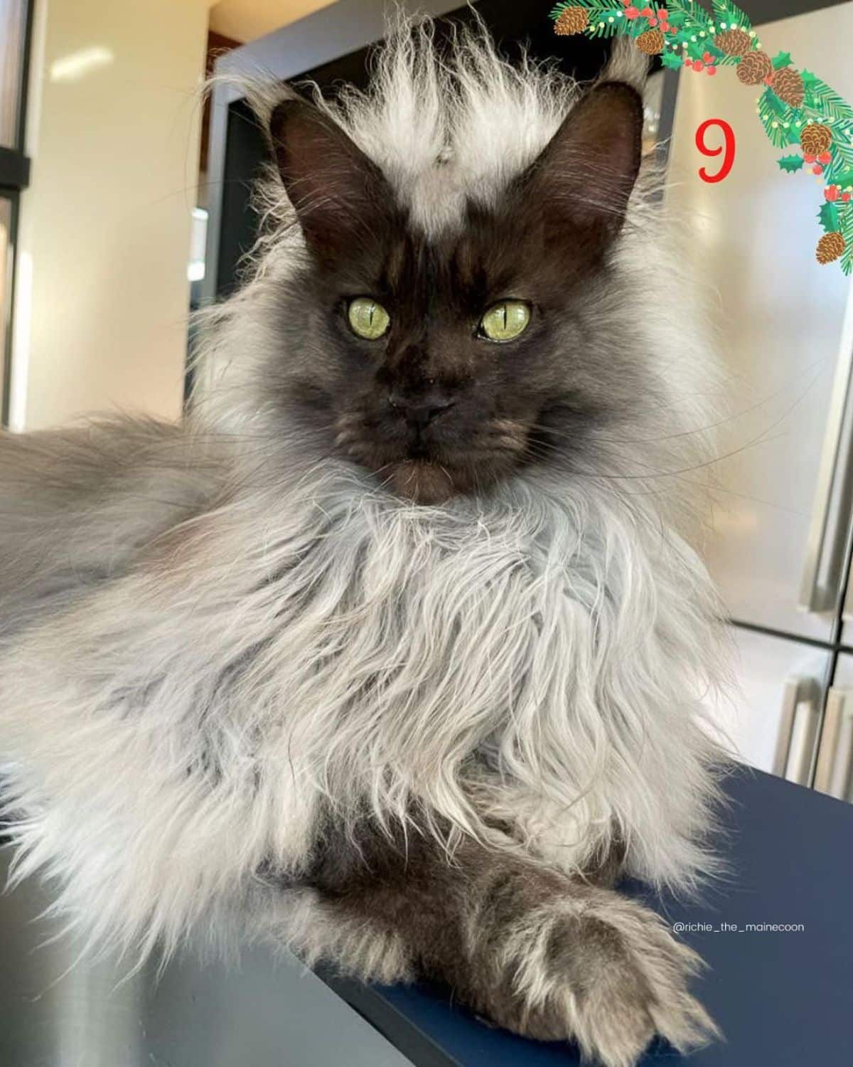 A beautiful gray maine coon with a black face lying on a kitchen countertop.