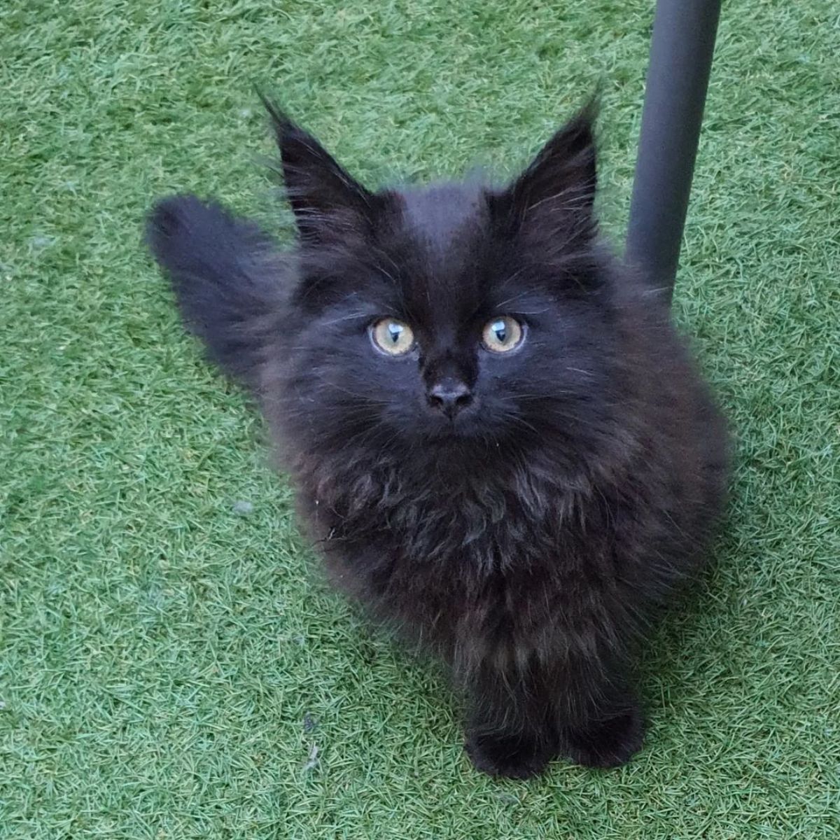 An adorable black maine coon kitten siting on green grass.