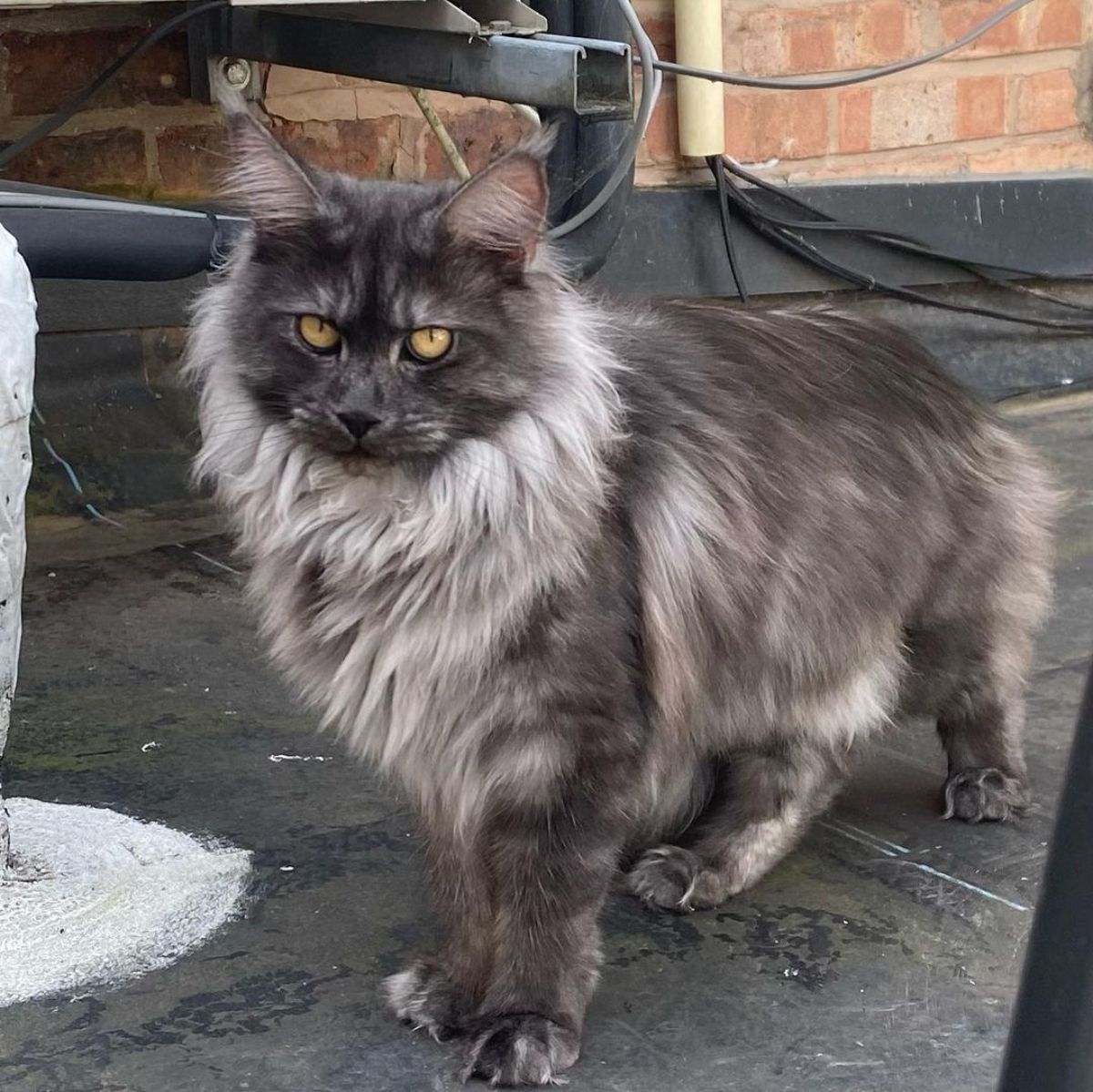 A beautiful black smoke maine coon standing on a concrete patio.