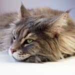 A close-up of a calm fluffy maine coon lying on a bed.