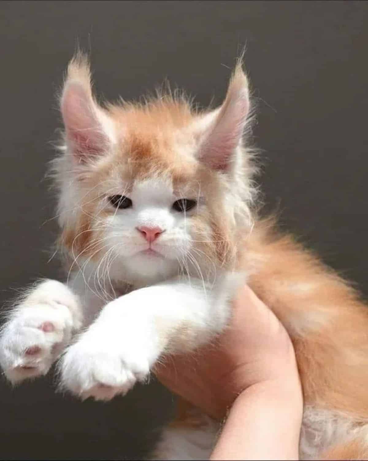 A hand holding a fluffy maine coon kitten in the air.