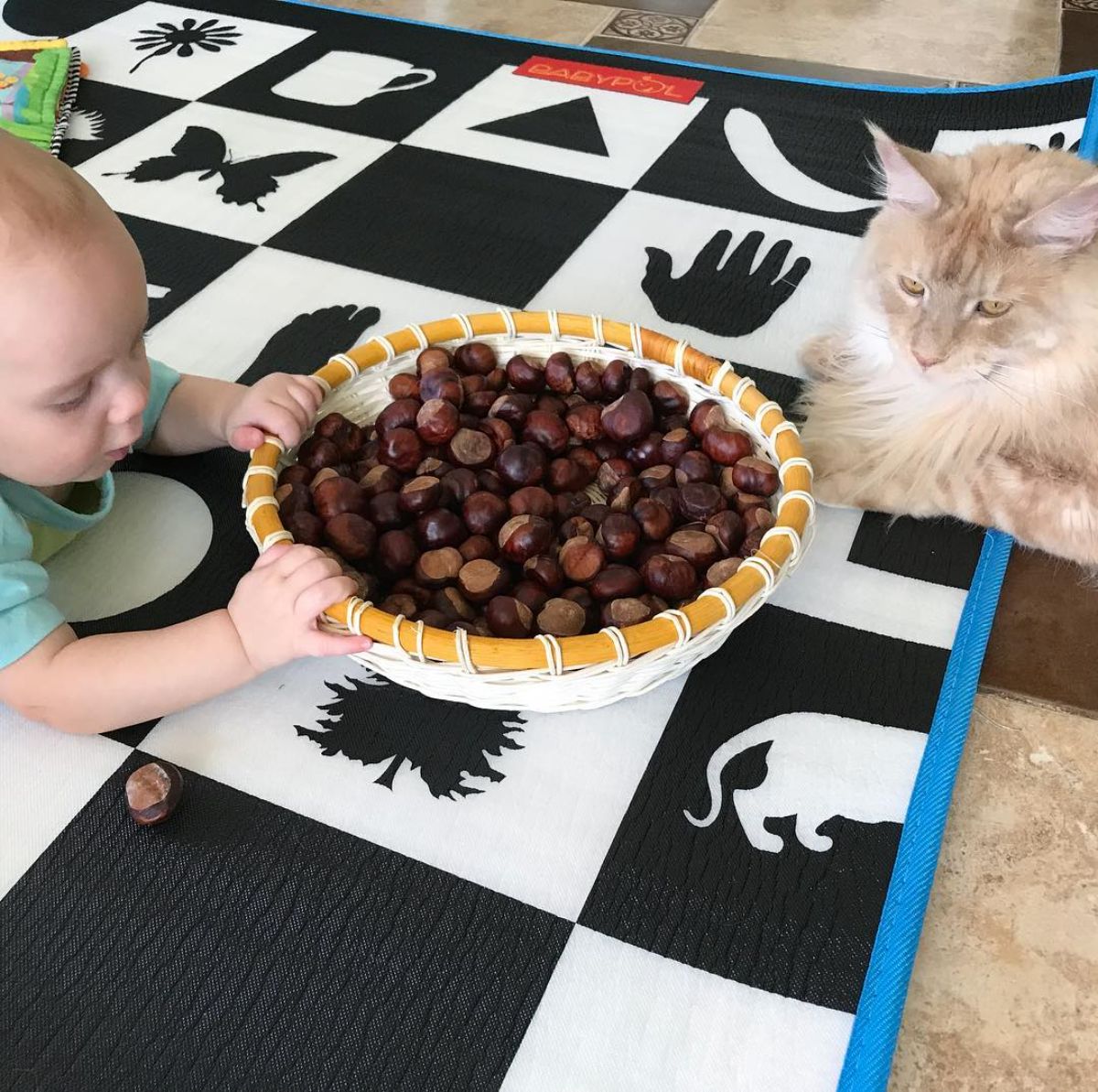 A baby holding a bowl full of acorns next to a cream maine coon.