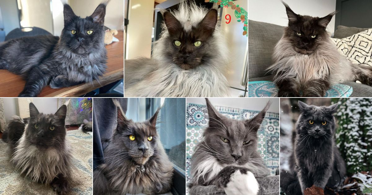 17 Maine Coon Cats With Black Face (With Photos) facebook image.