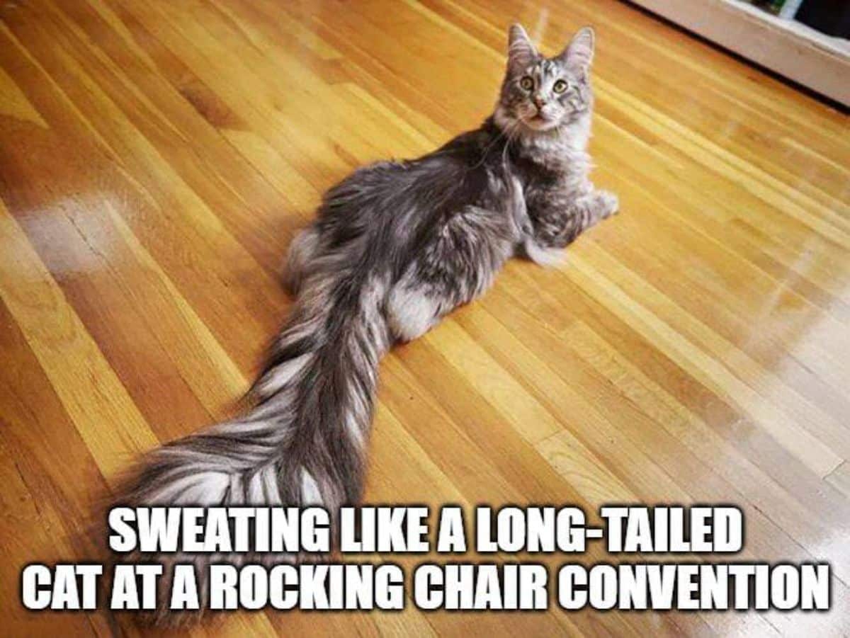 A maine coon meme.