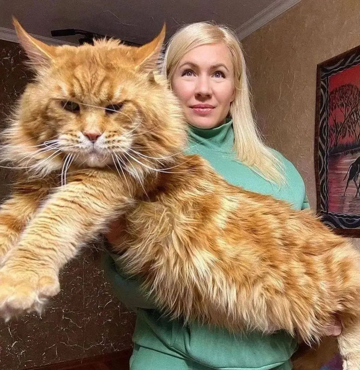 A young woman holding a huge ginger maine coon.