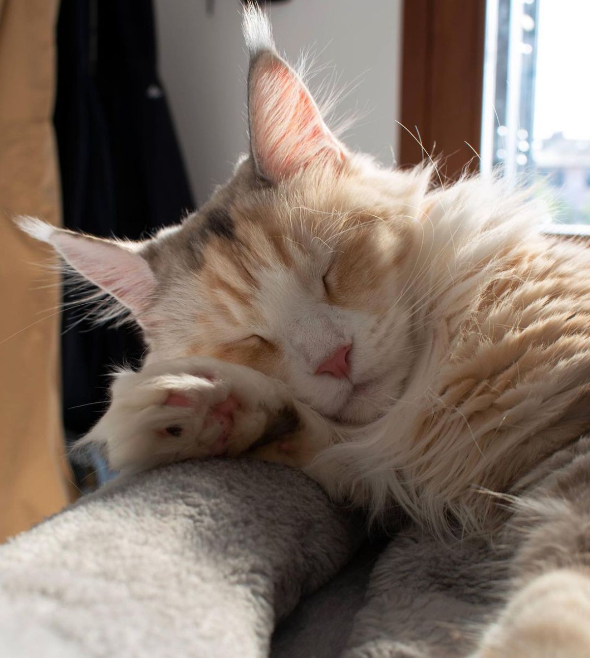 A cream maine coon sleeping in a cat bed.