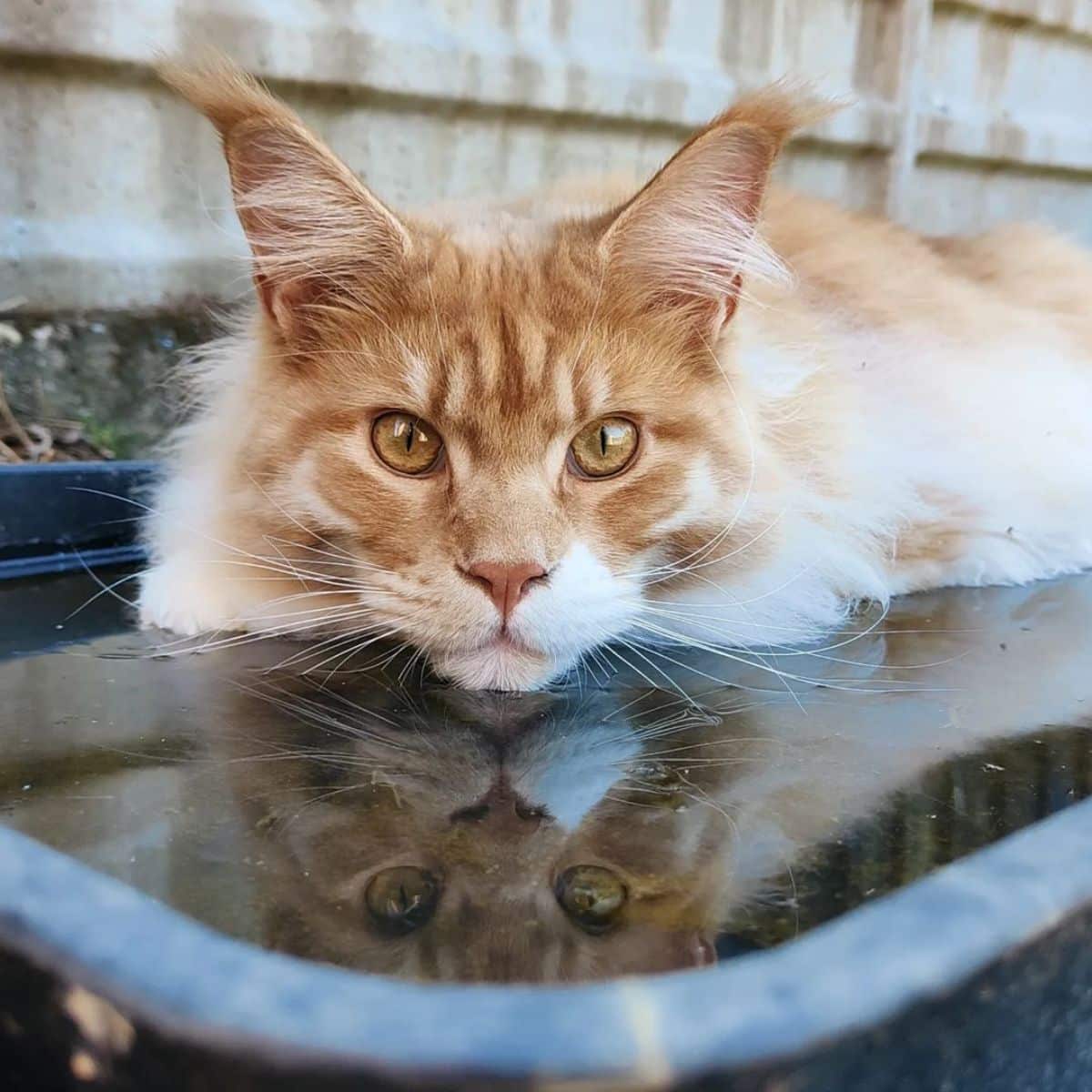 A ginger maine coon chilling in a small pool.